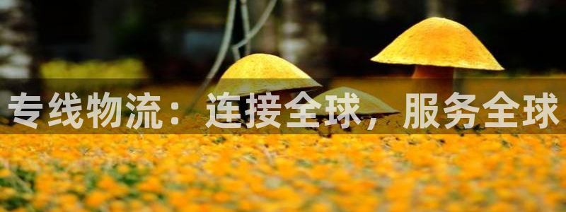 多多28加拿大是什么：专线物流：连接全球，服务全球